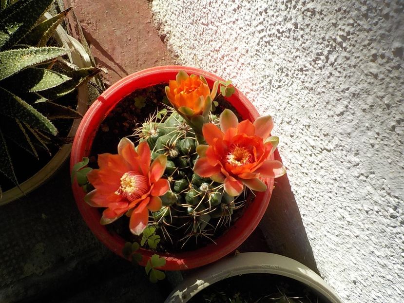  - Genul Gymnocalycium