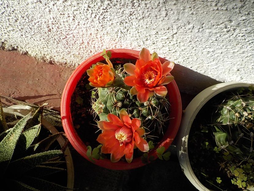  - Genul Gymnocalycium