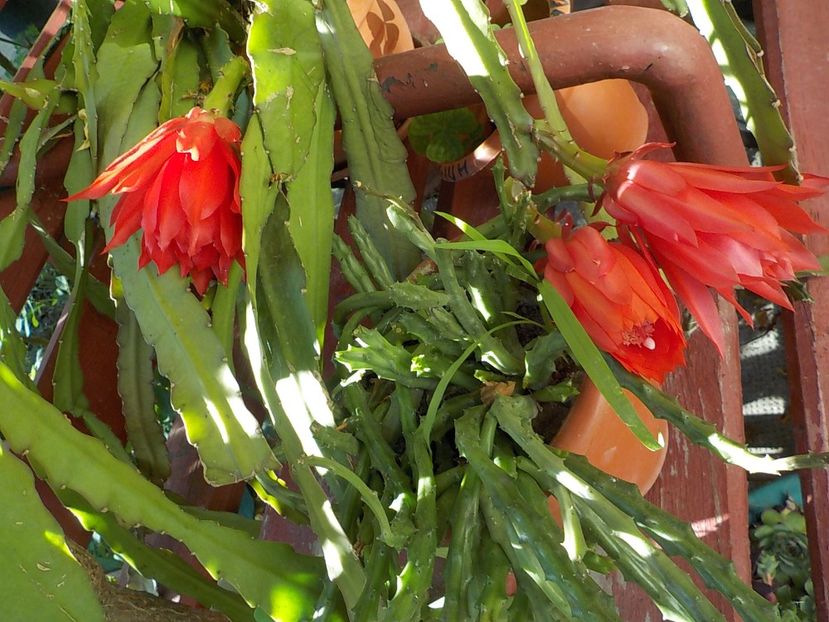  - Genul Epiphyllum