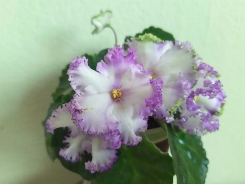 Poză net - NK-Vichna Modalist