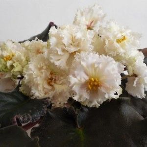 Poză net - LE-Vanilnoe Parfe