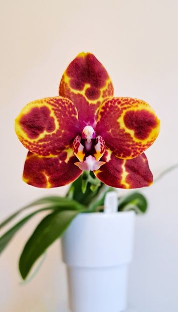 - Phalaenopsis 3