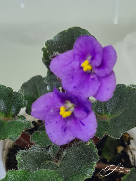  - Skagit Victory Trail