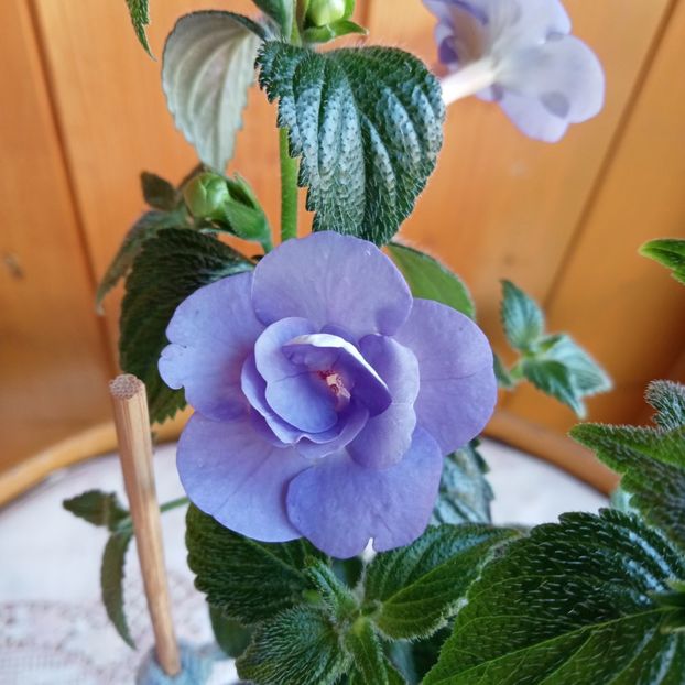  - Double Blue Rose