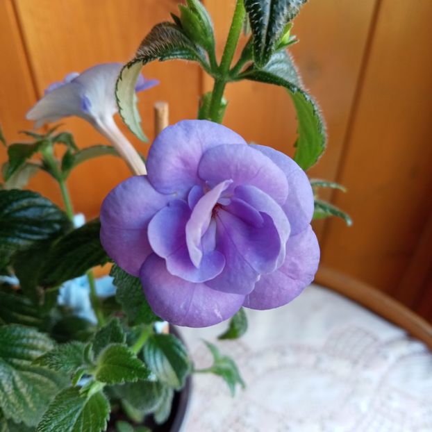  - Double Blue Rose