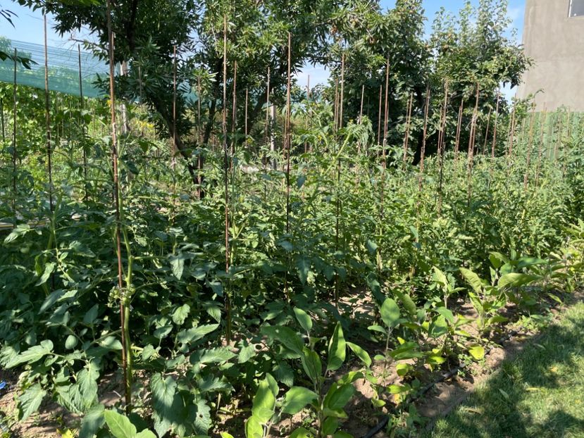  - 001 Gradina de legume 2023-2024-2025