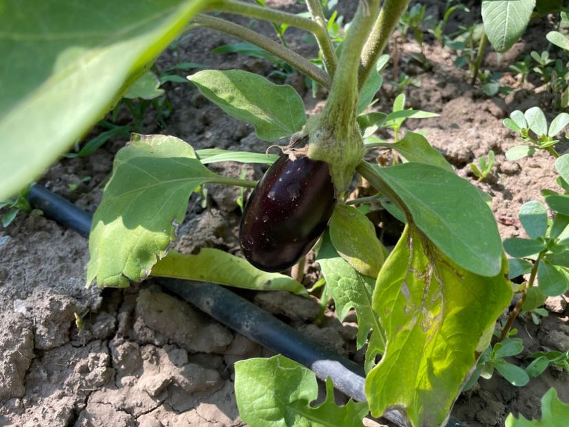  - 001 Gradina de legume 2023-2024-2025