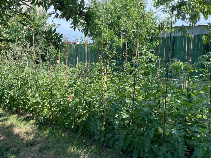  - 001 Gradina de legume 2023-2024-2025