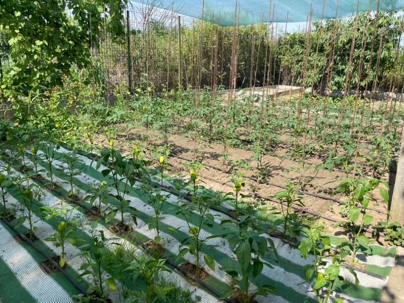  - 001 Gradina de legume 2023-2024-2025