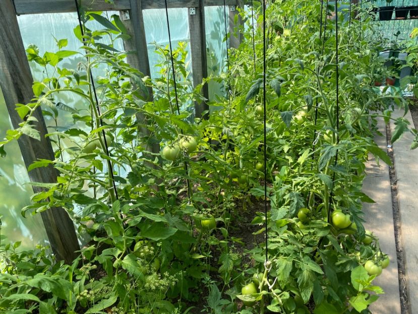  - 001 Gradina de legume 2023-2024-2025