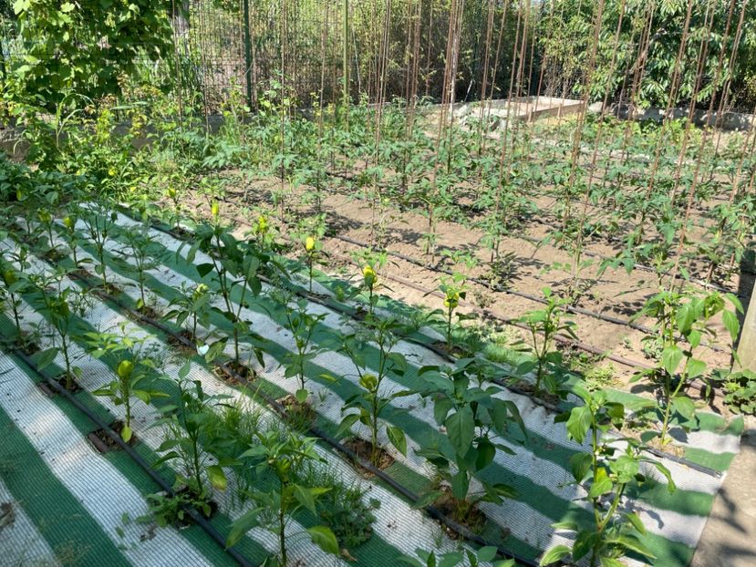  - 001 Gradina de legume 2023-2024-2025