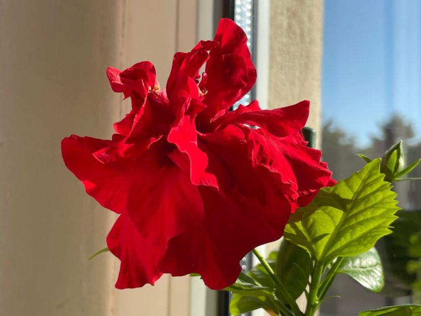  - 001 - Hibiscusi 2024 - 1