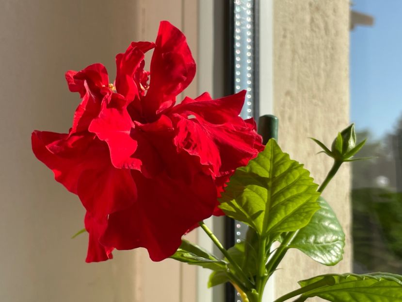  - 001 - Hibiscusi 2024 - 1