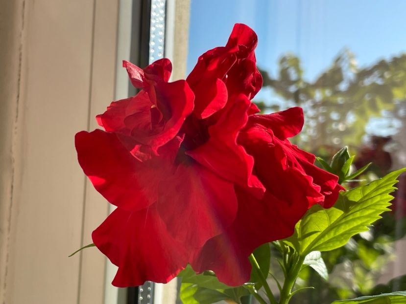  - 001 - Hibiscusi 2024 - 1