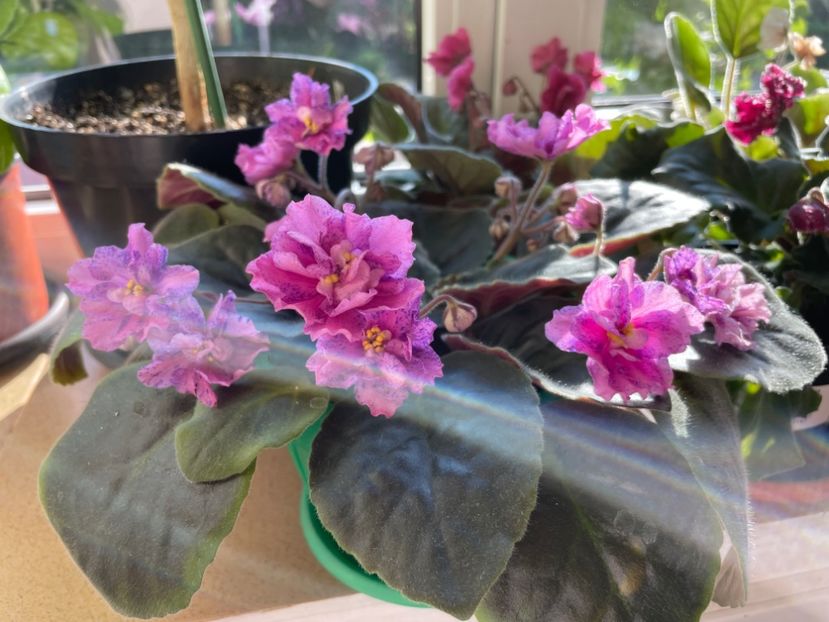  - 001 Violete 2023-2024