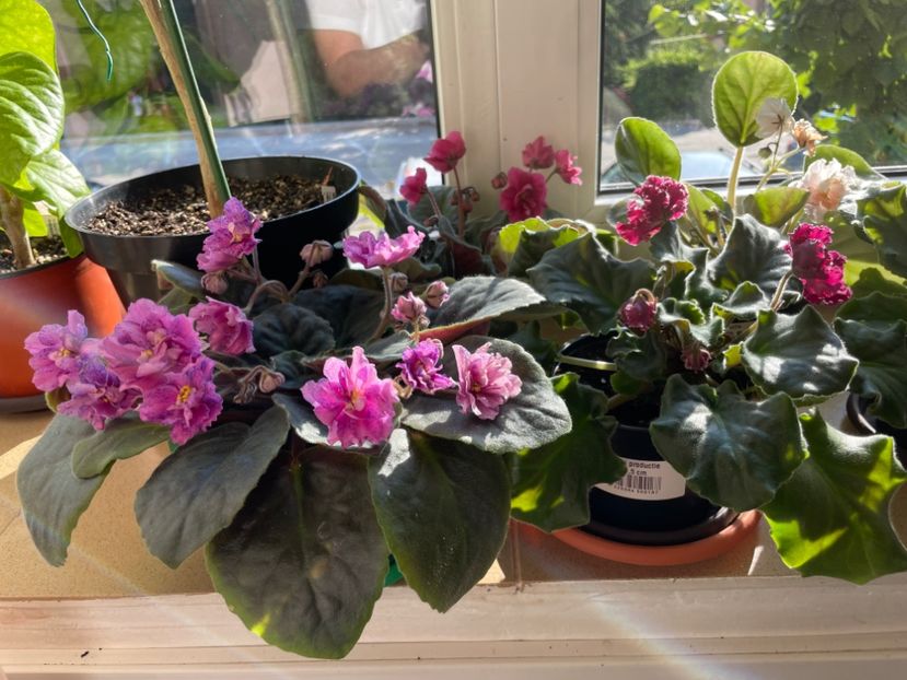  - 001 Violete 2023-2024