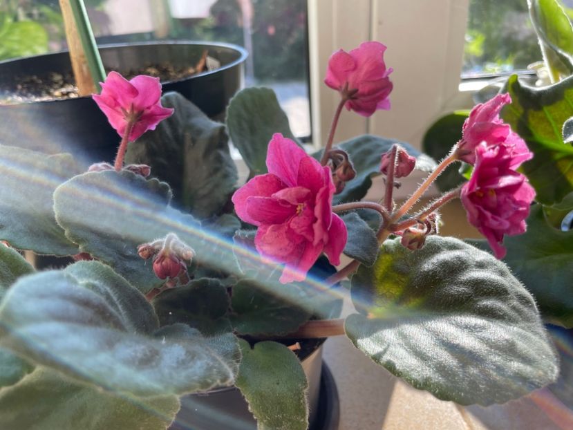  - 001 Violete 2023-2024