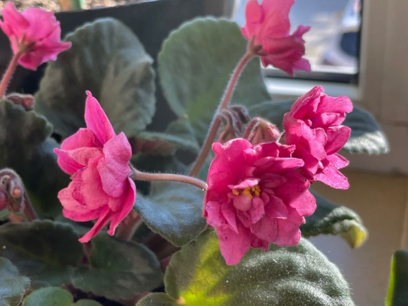  - 001 Violete 2023-2024