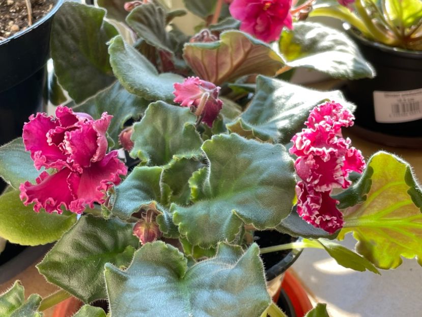  - 001 Violete 2023-2024