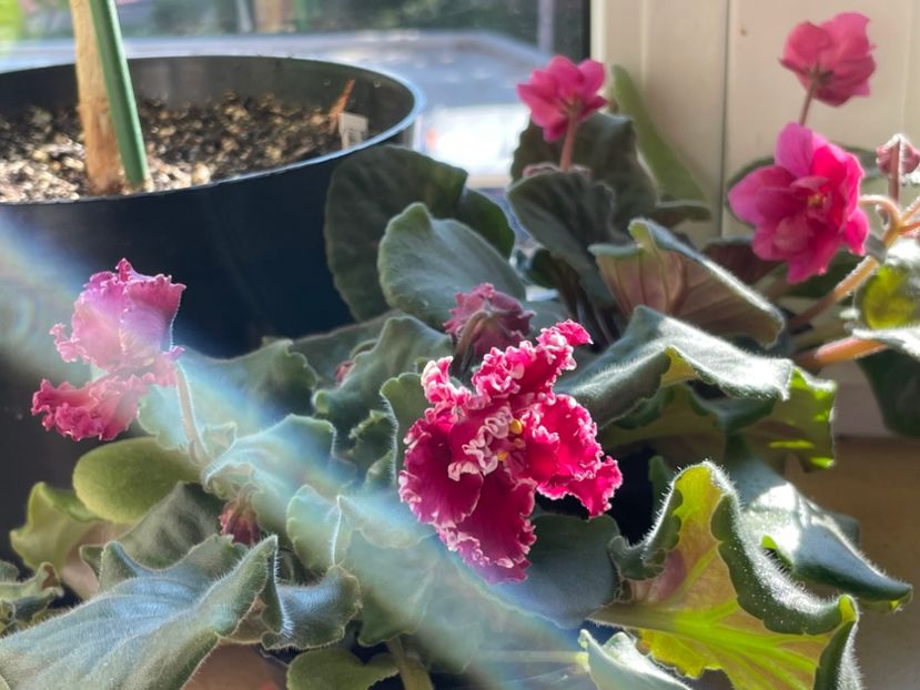  - 001 Violete 2023-2024