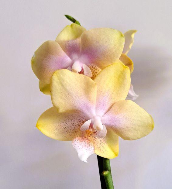 Bronze Buddha 'Lemon' (Bolgheri Lemon) - Phalaenopsis 3