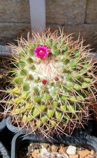 M rodantha - Mammillaria