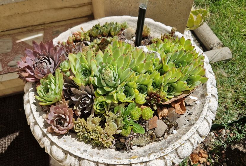 Varietati de sempervivum - Cactusi si suculente 2020-2021-2022-2023- 2024