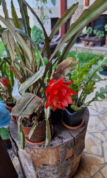  - Epiphyllum