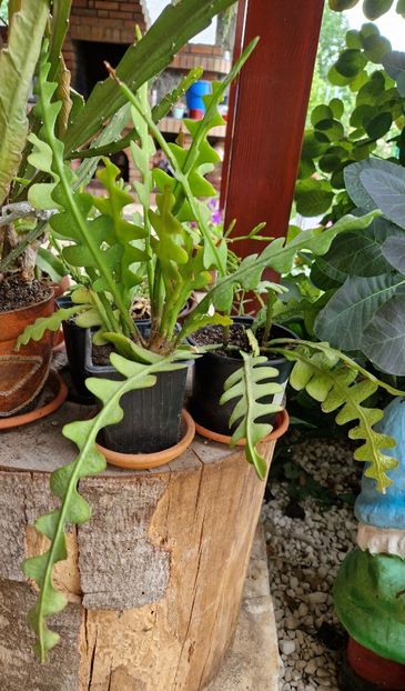  - Epiphyllum