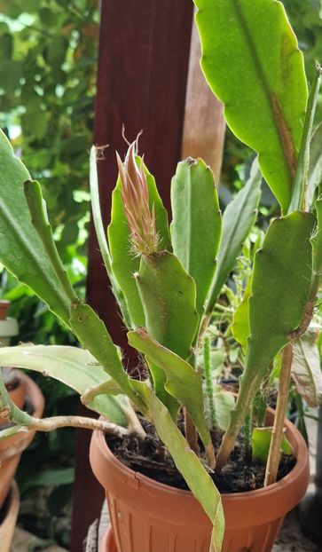  - Epiphyllum