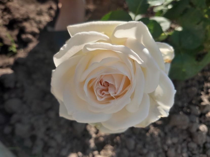 White  O'hara - Primul bobocel și prima floricică mult așteptată