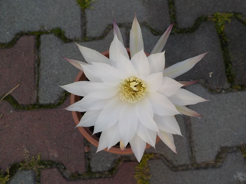  - echinopsis subdenudata