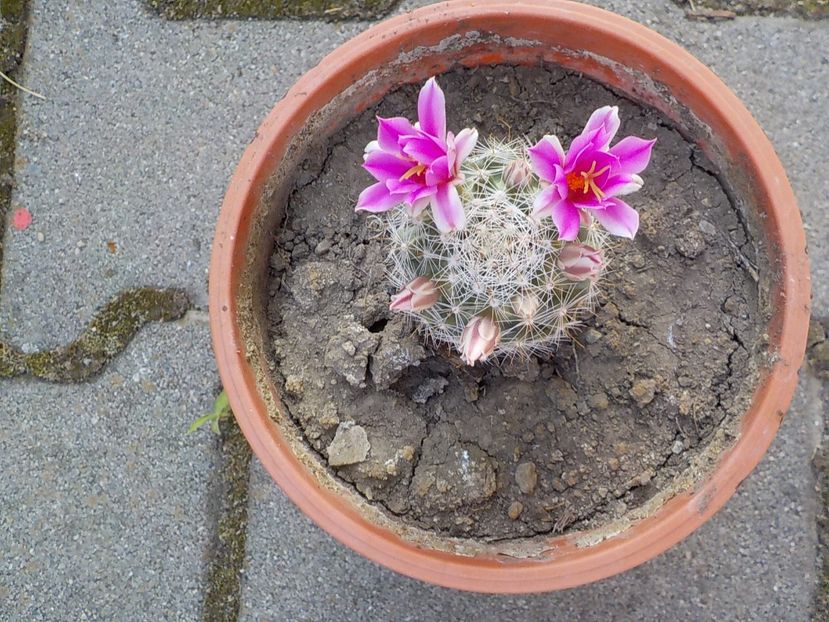 - mammillaria spinosisima