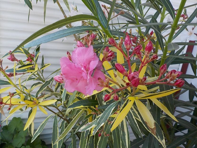  - variegat nr 24