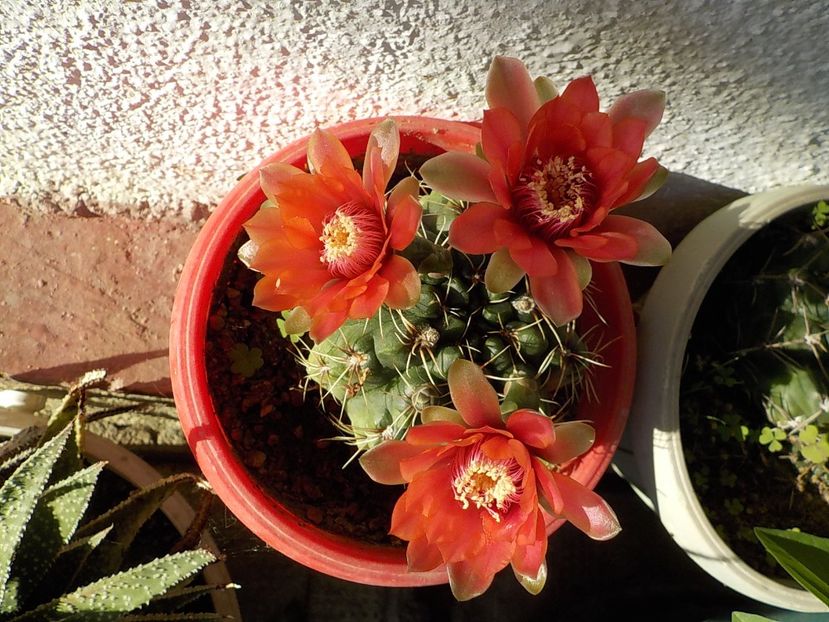  - gymnocalicium horstii