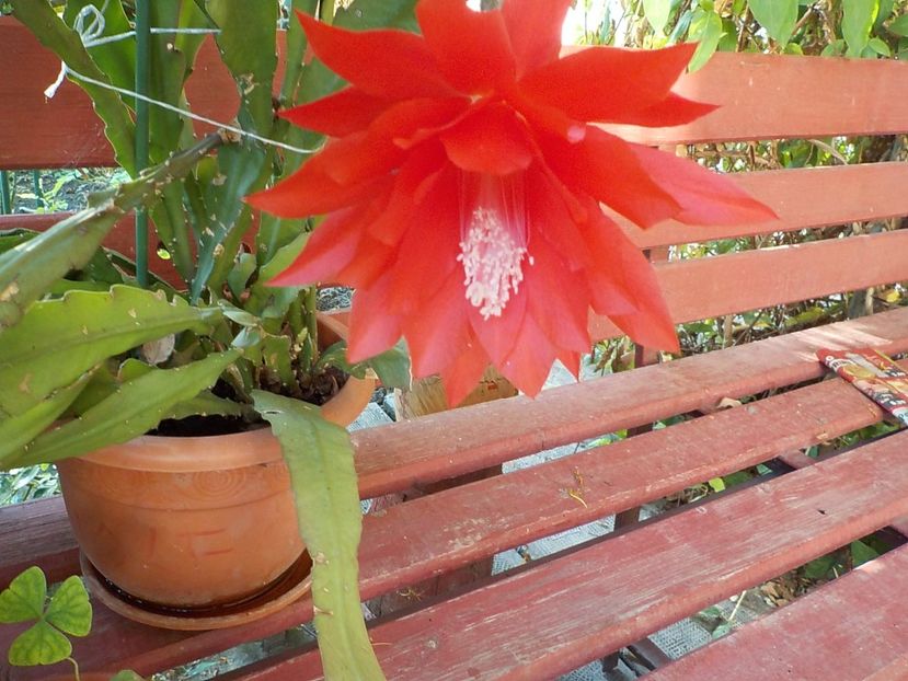  - Genul Epiphyllum