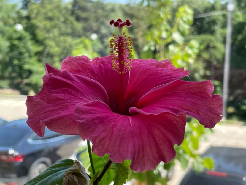  - 001 - Hibiscusi 2024 - 1