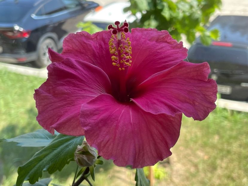  - 001 - Hibiscusi 2024 - 1