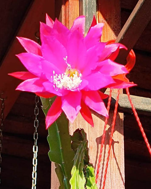 Epiphyllum hb Kate Forester - Epiphyllum hb Kate Forester