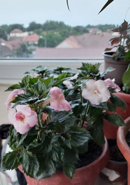 - ACHIMENES 2024