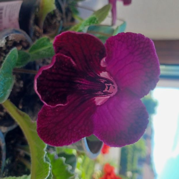 20 ron - A Disponibil 2024