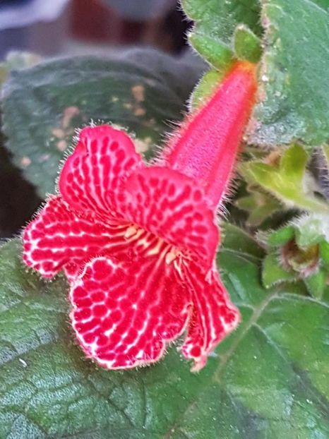 Borka - KOHLERIA 2024