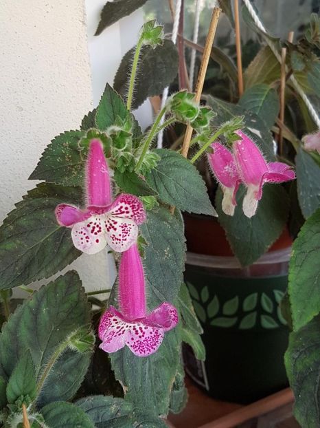 Marta - KOHLERIA 2024