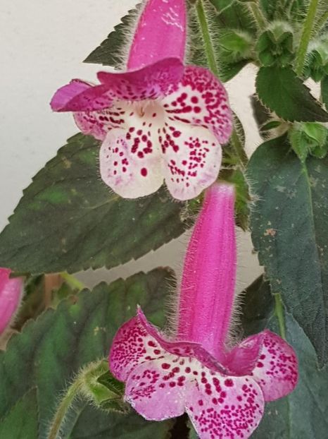 Marta - KOHLERIA 2024