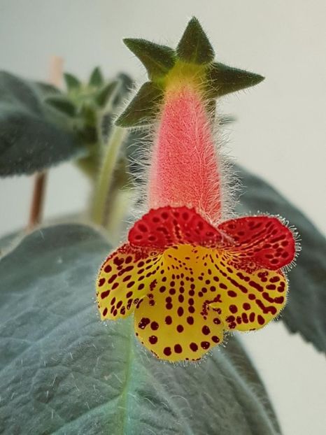 Bogotensis - KOHLERIA 2024