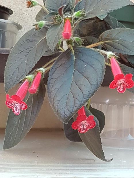 Ruby Red - KOHLERIA 2024