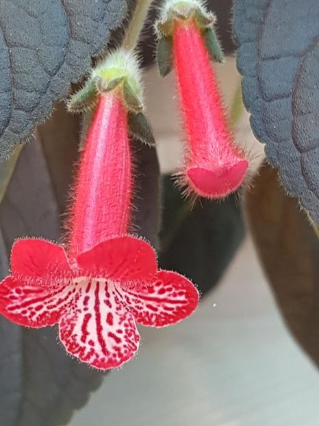 Ruby Red - KOHLERIA 2024