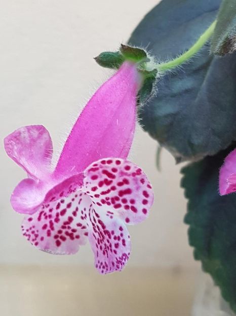 Marta - KOHLERIA 2024