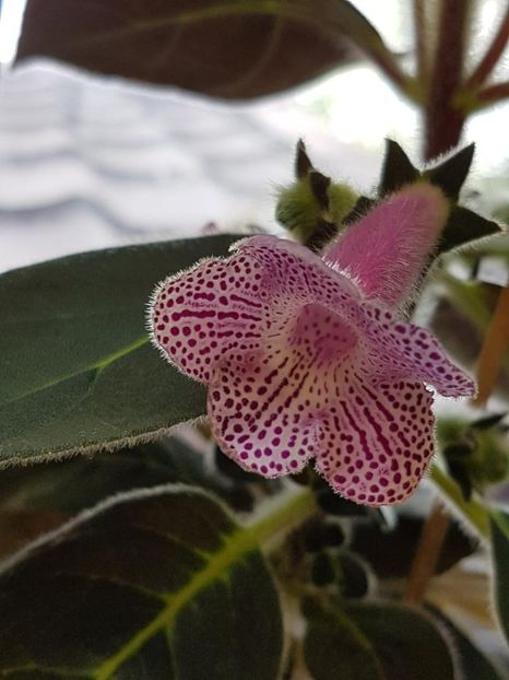 Ni,s Claire - KOHLERIA 2024