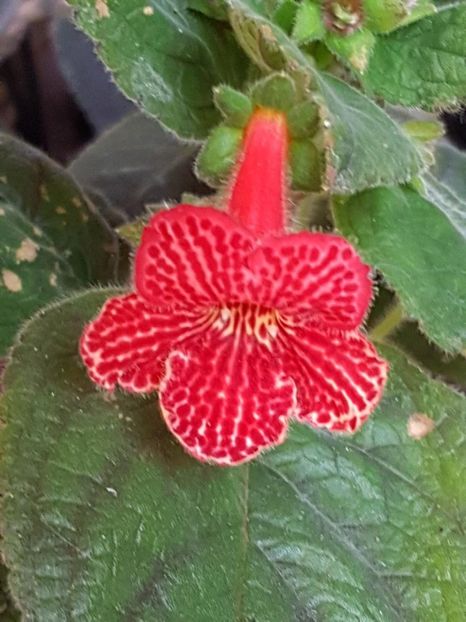Borka - KOHLERIA 2024